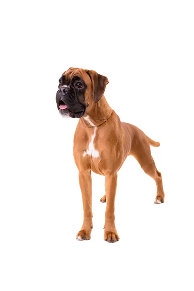 Bellissimo cucciolo di boxer — Foto Stock