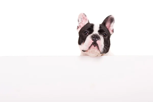 Fransız bulldog köpeği. — Stok fotoğraf