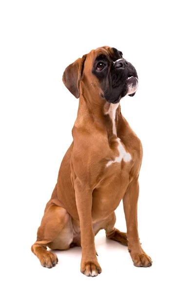 Bonito Boxer Cachorrinho — Fotografia de Stock