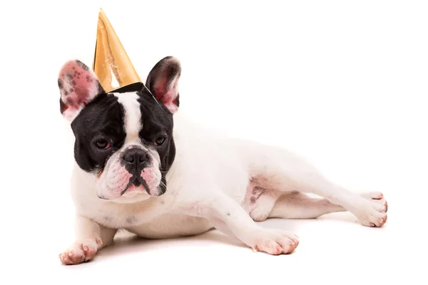 Francese Bulldog cucciolo in cappello festivo — Foto Stock