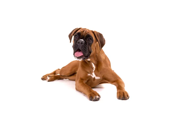 Bellissimo cucciolo di boxer — Foto Stock