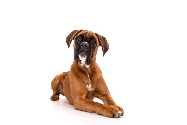 Güzel boxer köpek yavrusu — Stok fotoğraf