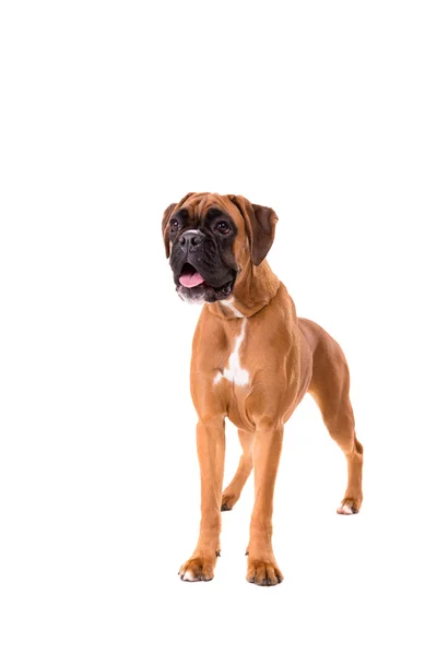 Hermoso Cachorro Boxer —  Fotos de Stock