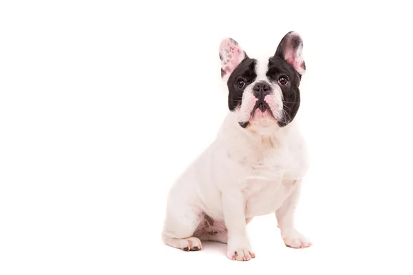Komik Fransız bulldog yavrusu — Stok fotoğraf