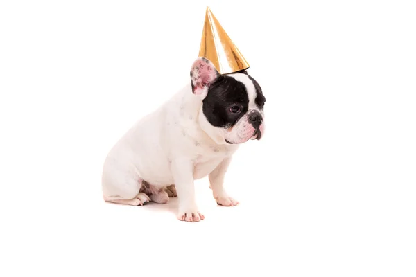 Francese Bulldog cucciolo in un cappello festivo — Foto Stock