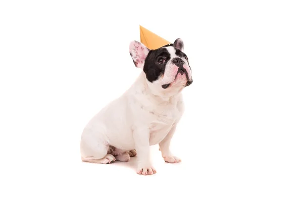 Chiot bouledogue français dans un chapeau de fête — Photo