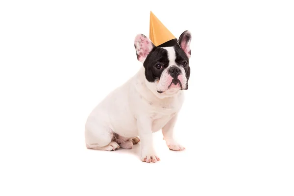 Chiot bouledogue français dans un chapeau de fête — Photo