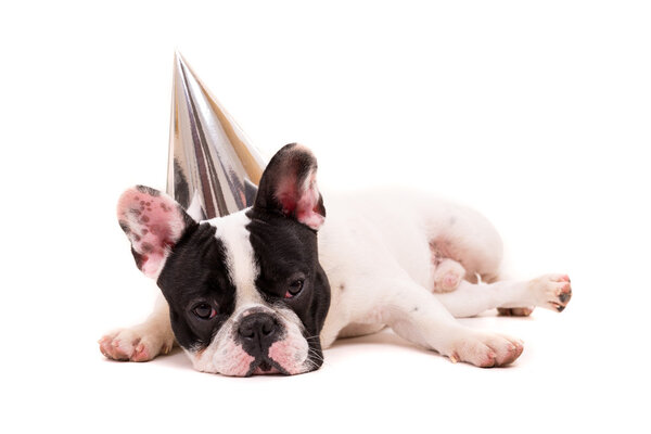 Французский бульдог щенок в праздничной шляпе
