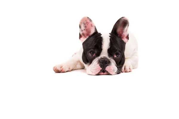 Komik Fransız bulldog yavrusu — Stok fotoğraf