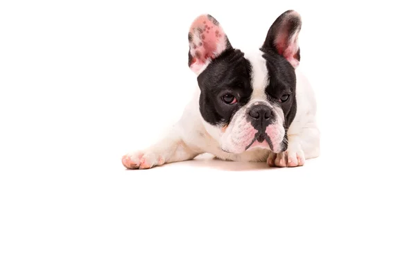 Lustige Französische Bulldogge Welpe lizenzfreie Stockbilder