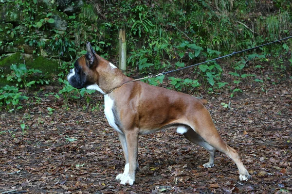 Wunderbarer junger Boxer — Stockfoto