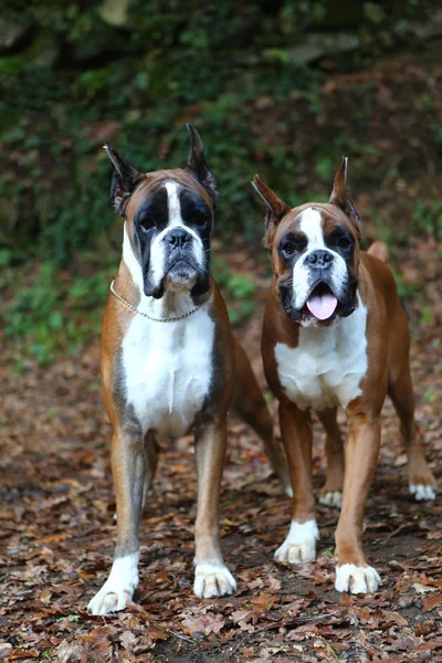 Awesome young boxers — Stock Photo, Image