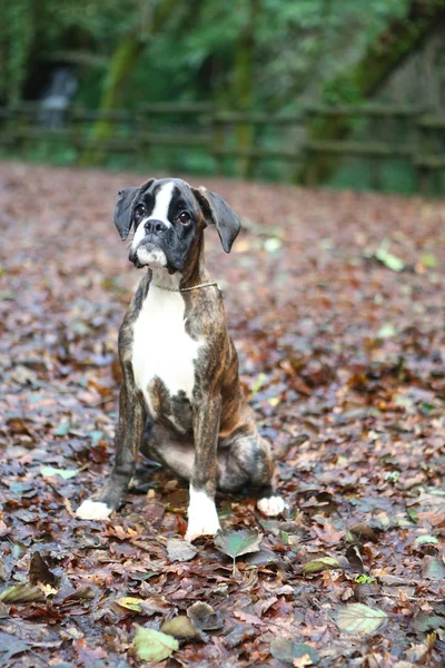 Boxer  puppy — Stock Photo, Image