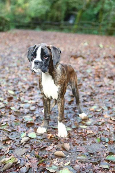 Boxer  puppy — Stock Photo, Image