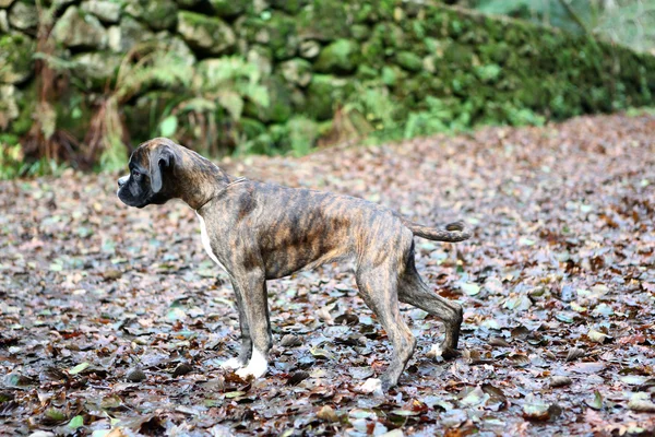 Boxer  puppy — Stock Photo, Image