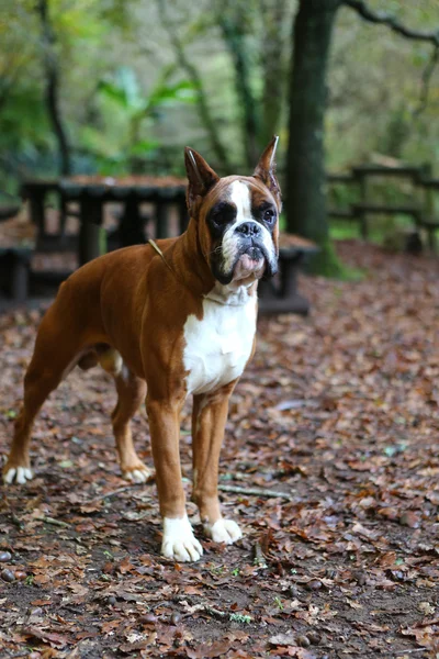 Wunderbarer junger Boxer — Stockfoto