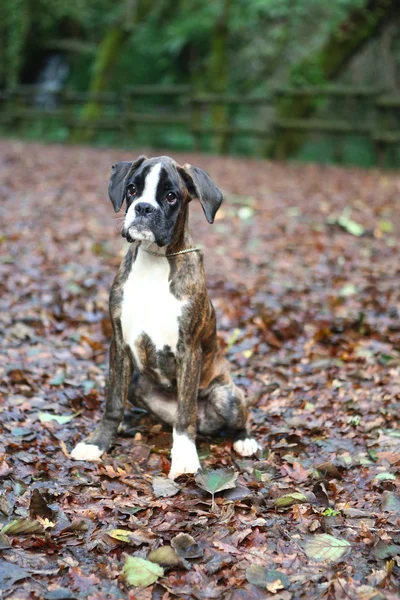 Cachorro boxeador Fotos de stock libres de derechos