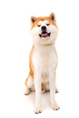 Akita Inu