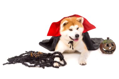 Akita Inu