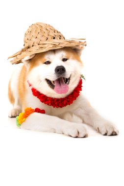 Akita Inu
