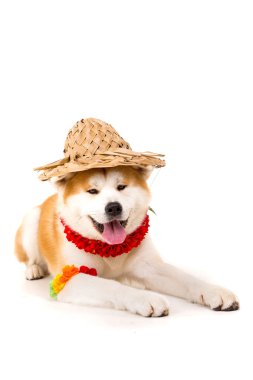 Akita Inu