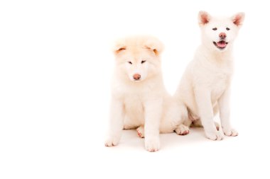 Akita Inu