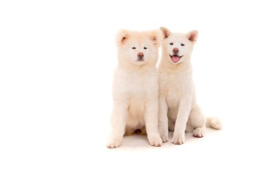 Akita Inu