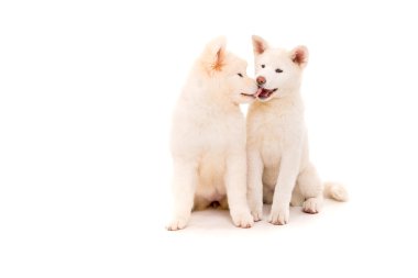 Akita Inu
