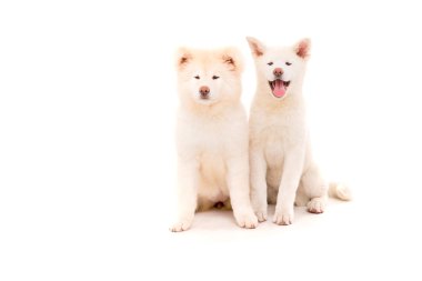 Akita Inu