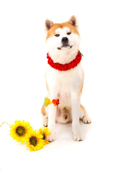 Akita inu — Stock fotografie