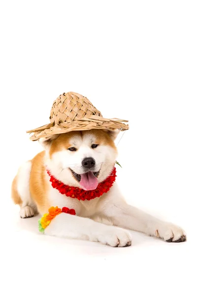 1,100+ Dog With Straw Hat Stock Photos, Pictures & Royalty-Free