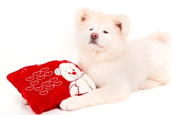 Akita inu — Stockfoto