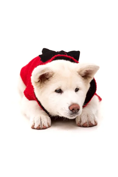 Akita Inu — Stock Photo, Image