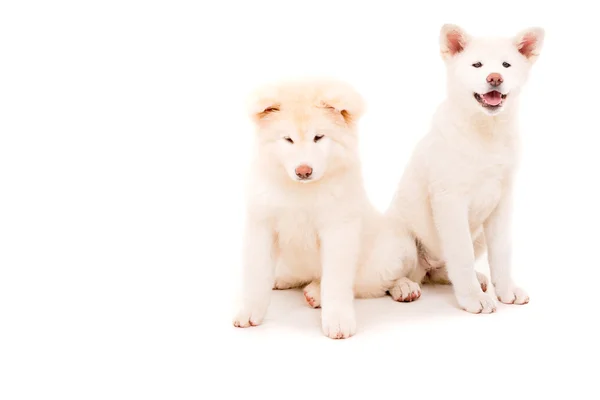 Akita inu — Stockfoto