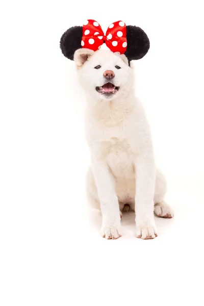 Akita inu — Photo