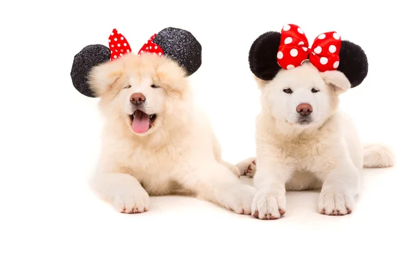 Akita Inu — Stock Photo, Image