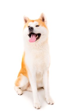 Akita Inu