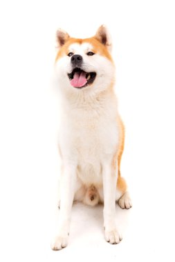 Akita Inu