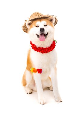 Akita Inu