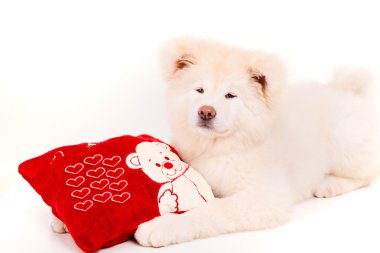 Akita Inu