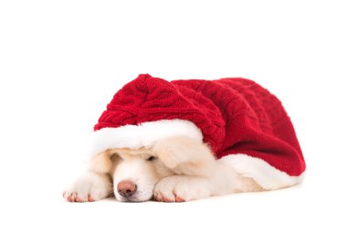 Akita Inu