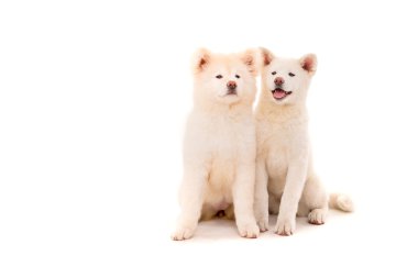 Akita Inu