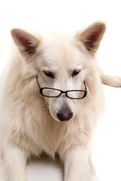 Swiss White Shepherd — Stock Photo, Image