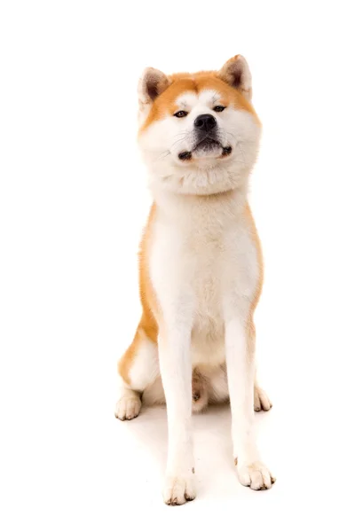 Akita inu — Zdjęcie stockowe