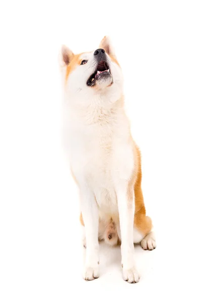 Akita inu — Zdjęcie stockowe