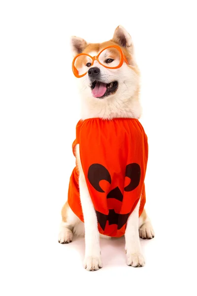 Akita inu — Stockfoto