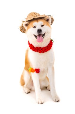 Akita Inu