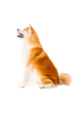 Akita Inu