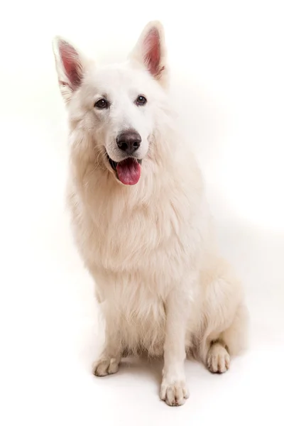 Schweizer Schäferhund — Stockfoto