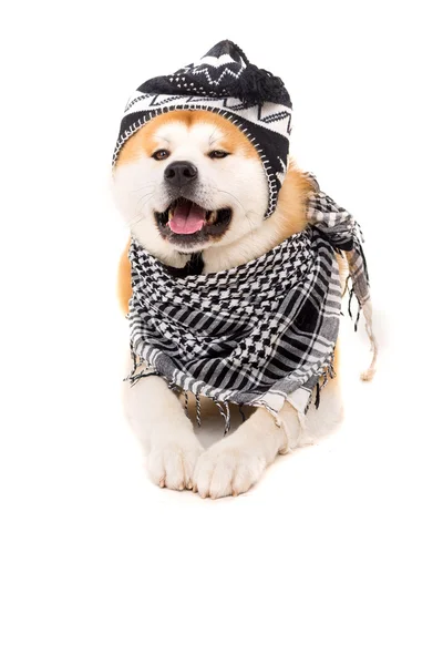 Akita inu — Photo